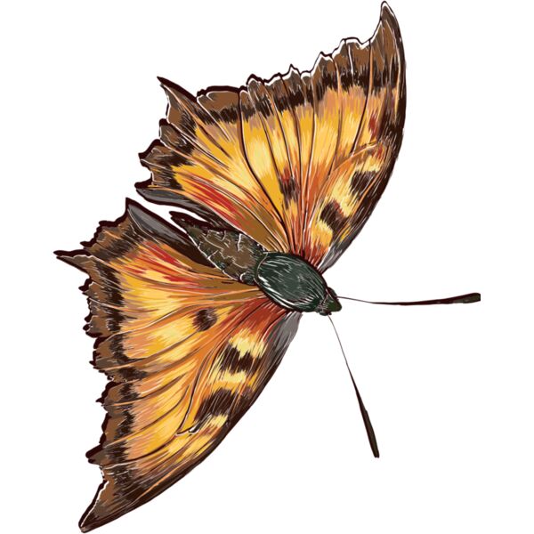 butterfly 7 Thumbnail