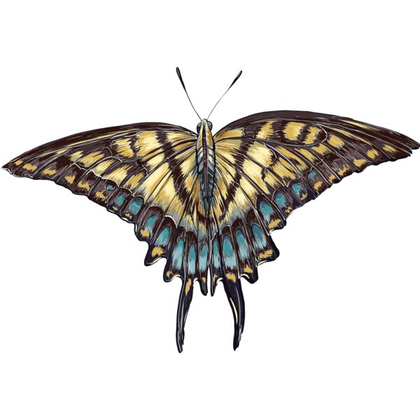 butterfly 9 Thumbnail