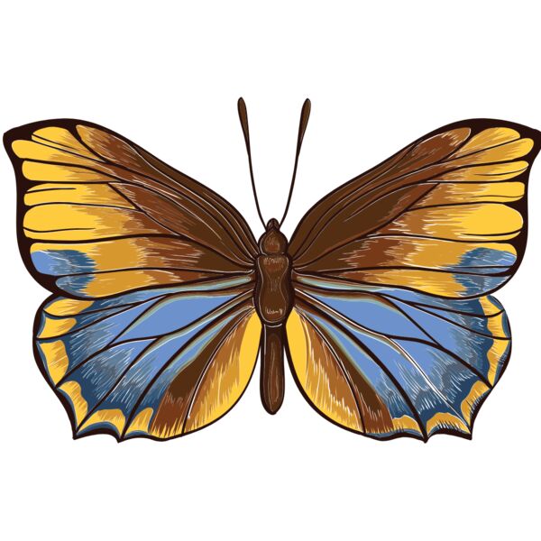 butterfly 4 Thumbnail